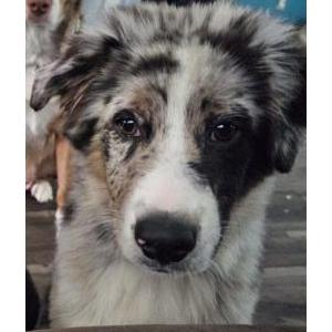 Lost Dog Hank