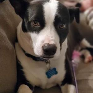 Lost Dog OREO