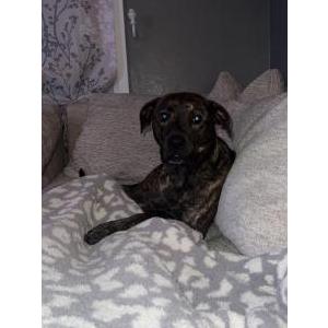 Found Dog Na