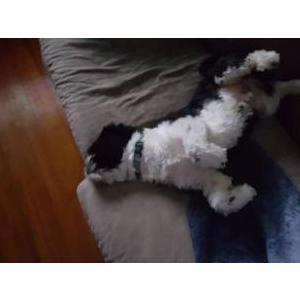 Lost Dog Mickey