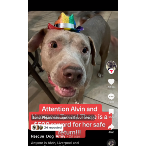 Lost Dog Cheyenne