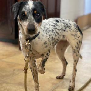 Lost Dog KRUMPET