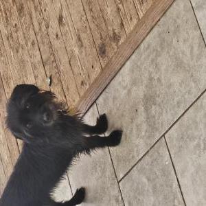 Lost Dog Luna