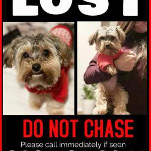 Lost Dog FARAH