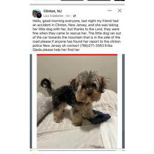 2nd Image of FARAH, Lost Dog