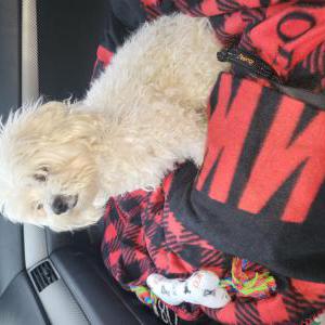 Lost Dog Miki