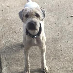 Found Dog Unknown