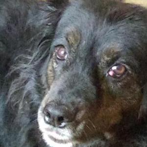 Lost Dog Izzy