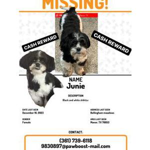 Lost Dog Junie