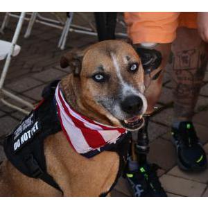 Lost Dog Billy