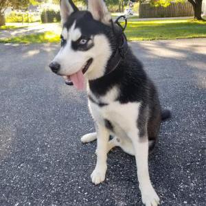Lost Dog Blue