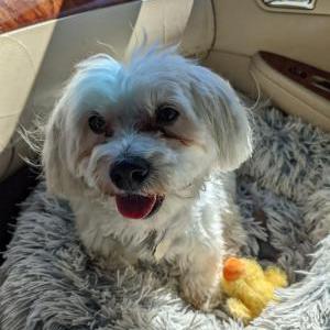 Lost Dog Faith