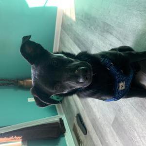 Lost Dog Rocky
