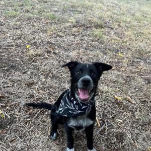 Lost Dog Mika