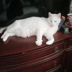 Lost Cat White boy