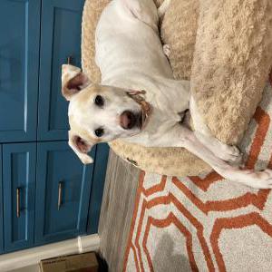 Found Dog Don’t know