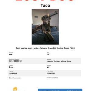 Lost Dog Taco