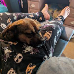 Lost Dog Brownie