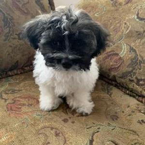 Lost Dog Rizzi