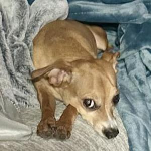 Lost Dog Snuggy