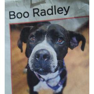 Lost Dog Boo radley