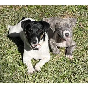 Lost Dog Raven & Lena