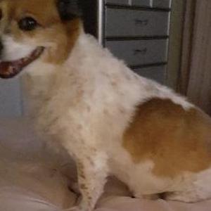 Lost Dog Buster