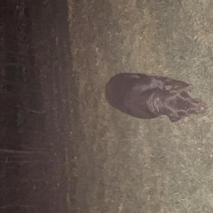 Found Dog Unknown