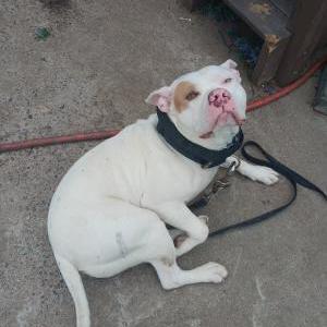 Lost Dog Dandy