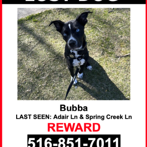 Lost Dog Bubba