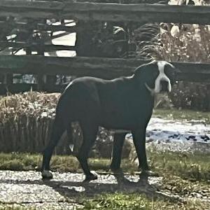 Found Dog Rocca