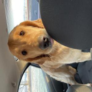 Lost Dog Penny