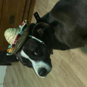 Lost Dog Lilman