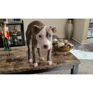 Lost Dog Coco