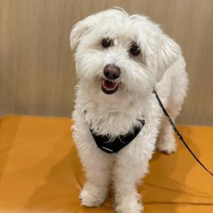 Lost Dog Alex
