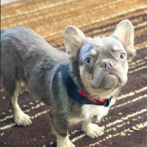 Lost Dog Kilo, grey frenchie