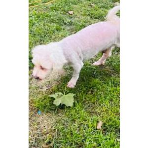Lost Dog BILLY