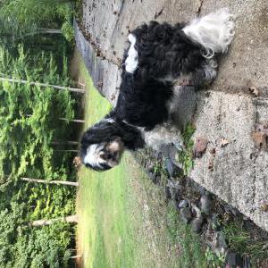 Lost Dog Lulu