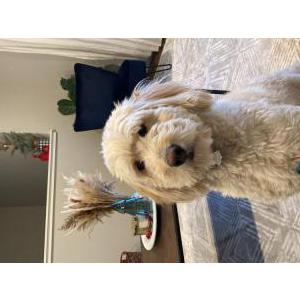 Lost Dog Mona Lisa