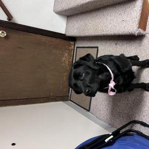 Lost Dog Mulan