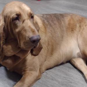 Lost Dog Dixie