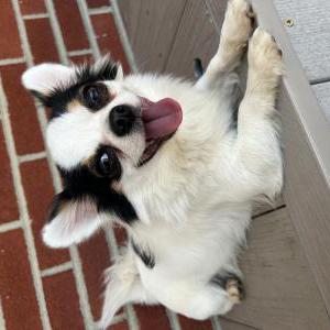 Lost Dog coco