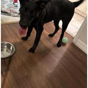 Found Dog Unknown