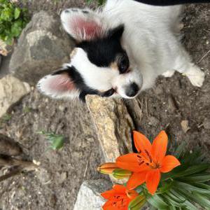 Lost Dog coco