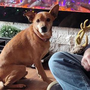 Lost Dog Charlie