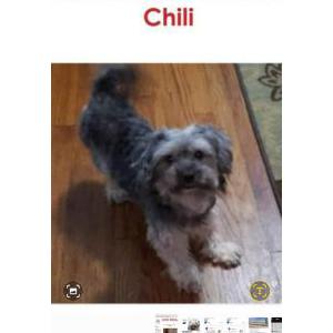 Lost Dog Chili