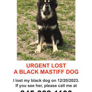 Lost Dog Pemila