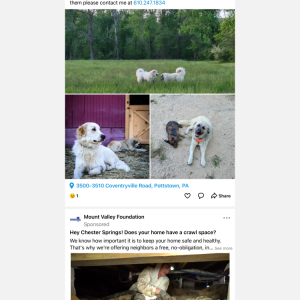 Lost Dog Aiyana
