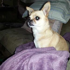 Lost Dog Gizmo