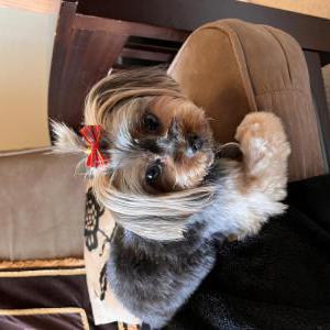 Lost Dog Bella